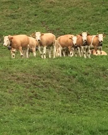 Gasthof Kuttelbad Hotel Wasen